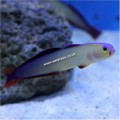 PURPLE FIREFISH